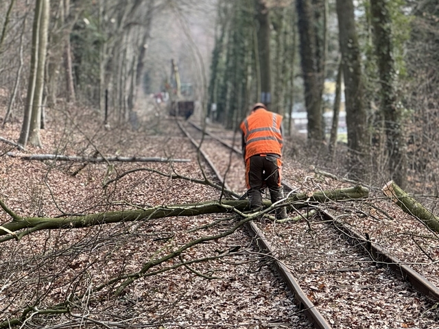 Abb.: Die heruntergeschnittenen Äste werden gleich vor Ort in ladungsgerechte Stücke gesägt. (Klicken vergrößert)